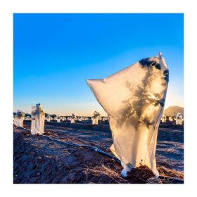 Téli növénytakaró 2,4×2m bézs 60g/m2